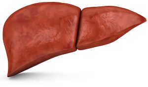 肝臓について